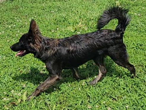 Enlarge Izzy, a Adoptable German Shepherd Dog in Mount Sterling, KY image 5/6