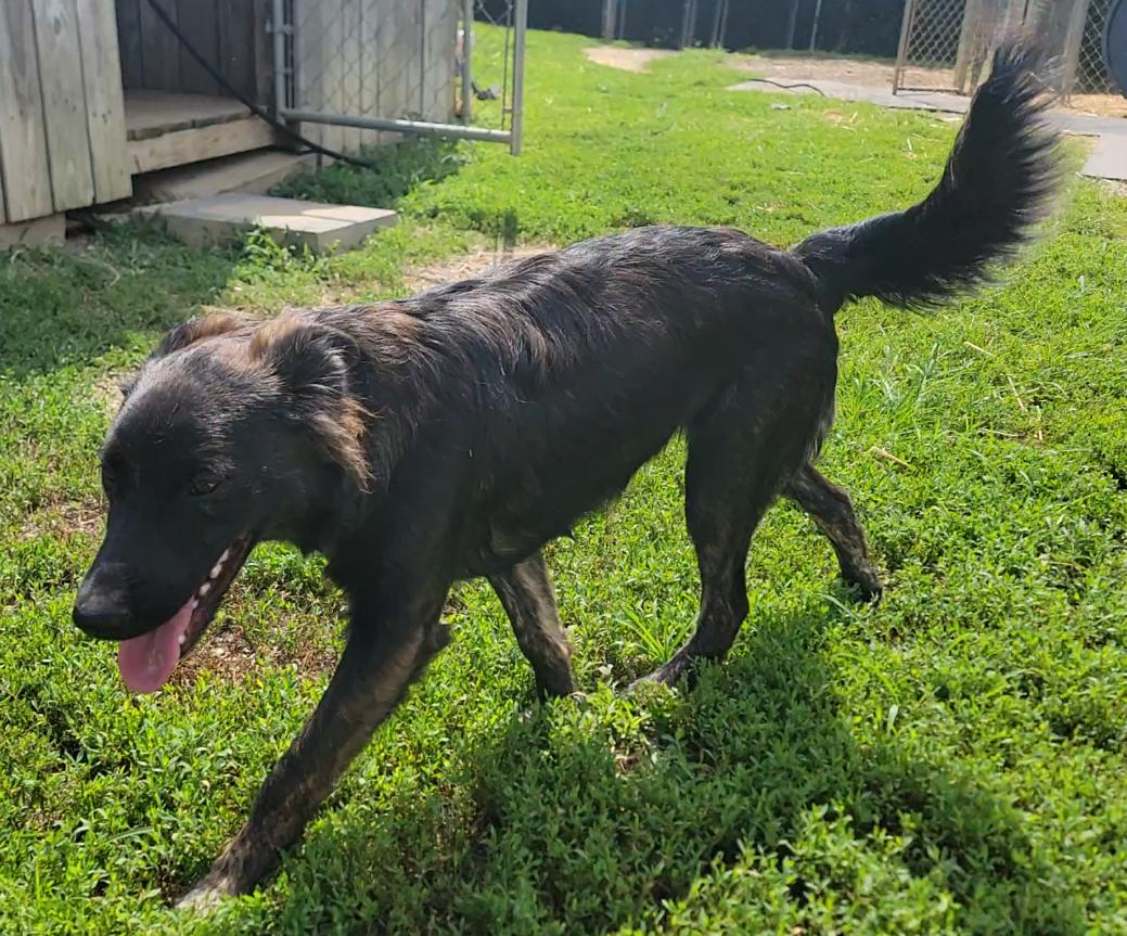 Enlarge Izzy, a Adoptable German Shepherd Dog in Mount Sterling, KY image 4/6