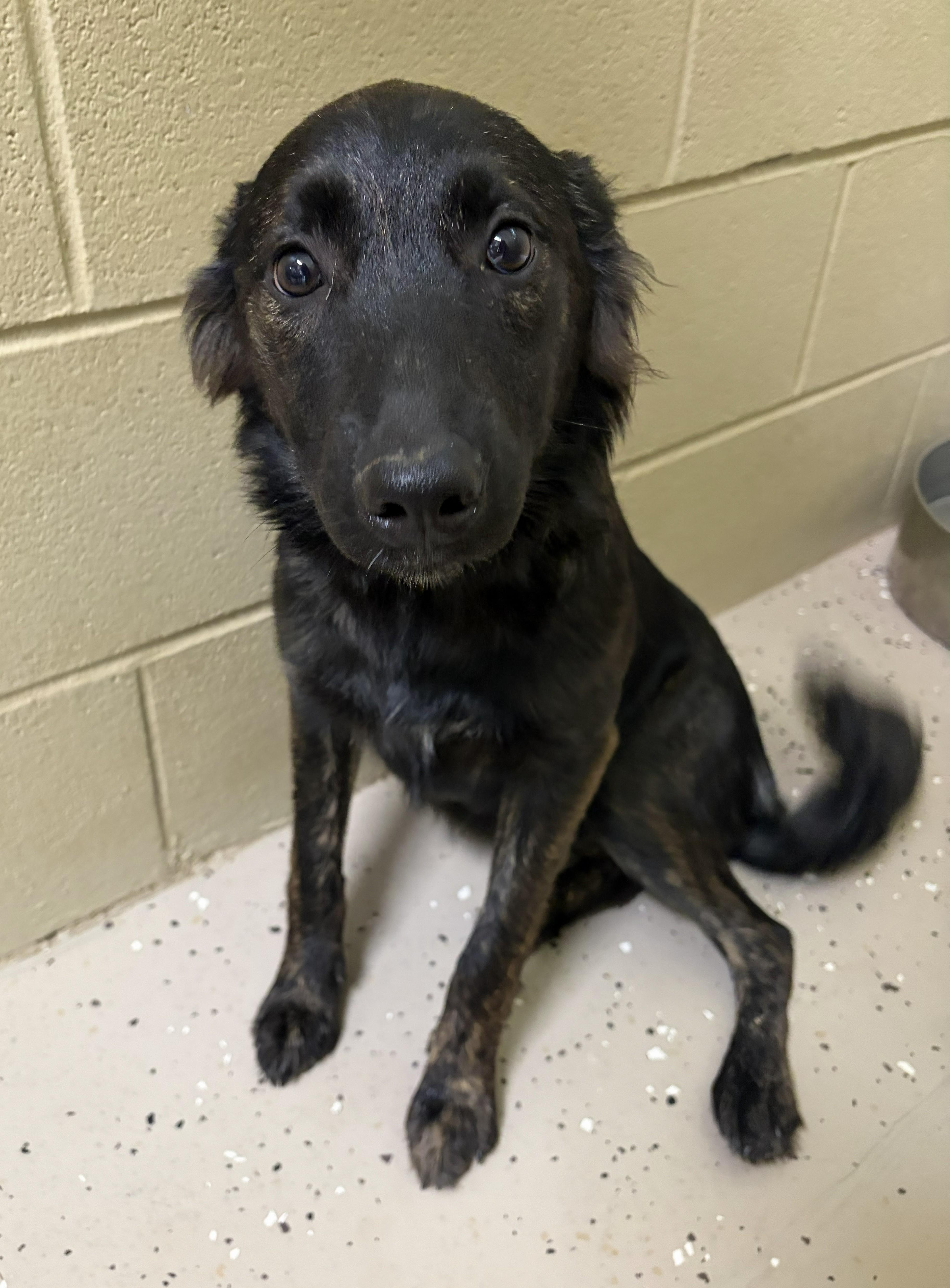 Enlarge Izzy, a Adoptable German Shepherd Dog in Mount Sterling, KY image 2/6