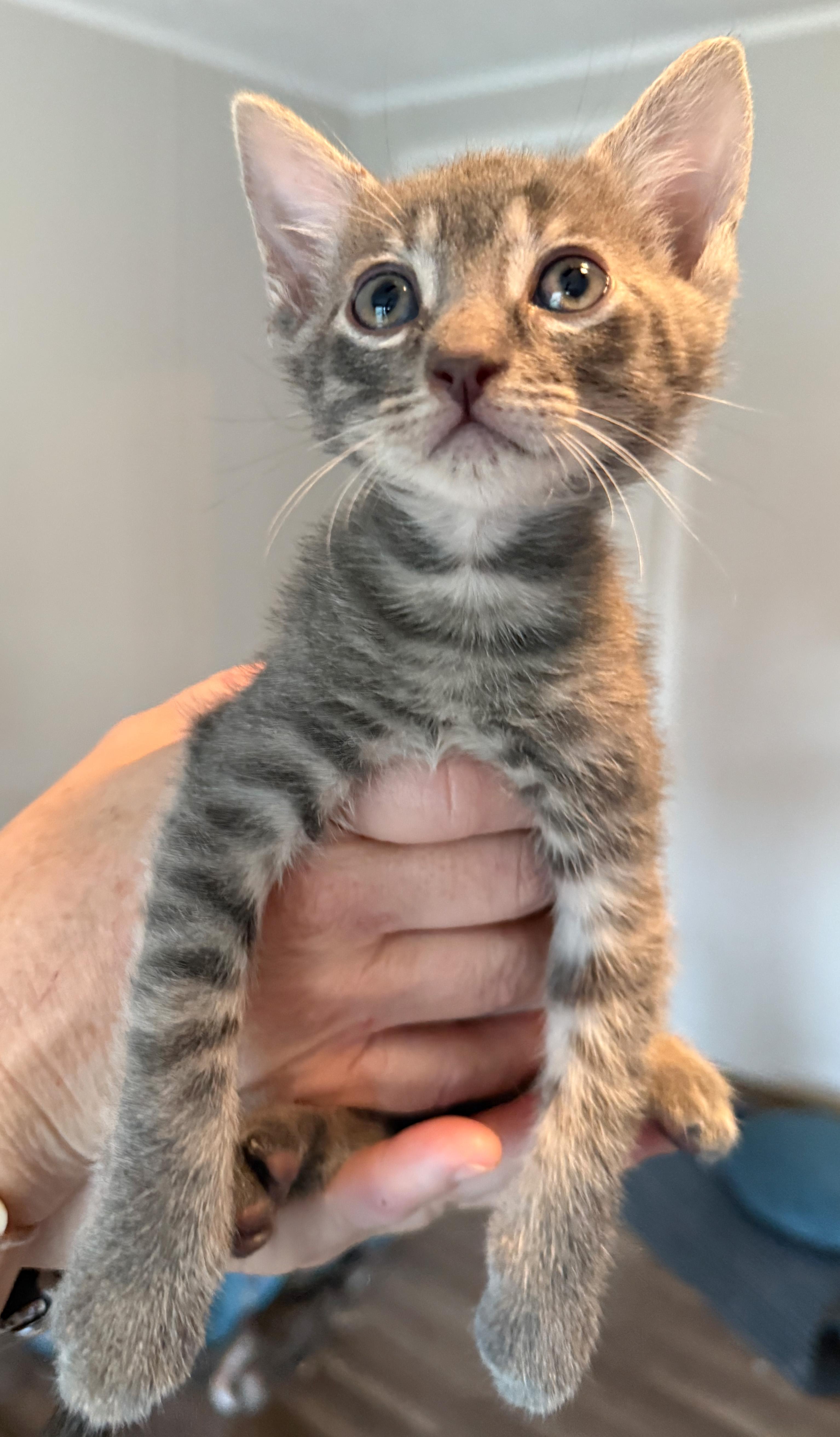 Smokey, an adoptable Silver, Tabby in Hilton Head Island, SC, 29926 | Photo Image 1