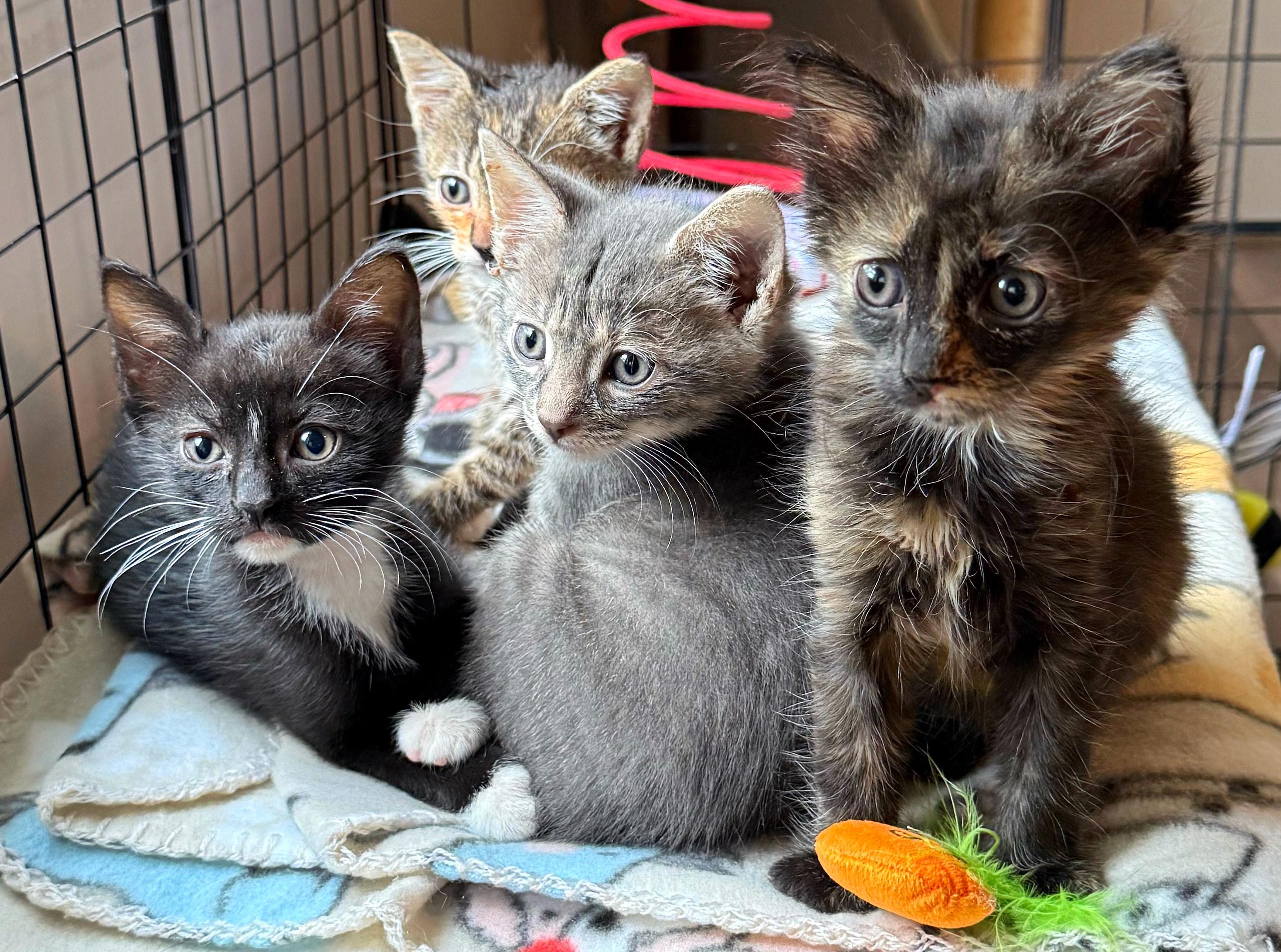 Smokey, an adoptable Silver, Tabby in Hilton Head Island, SC, 29926 | Photo Image 3