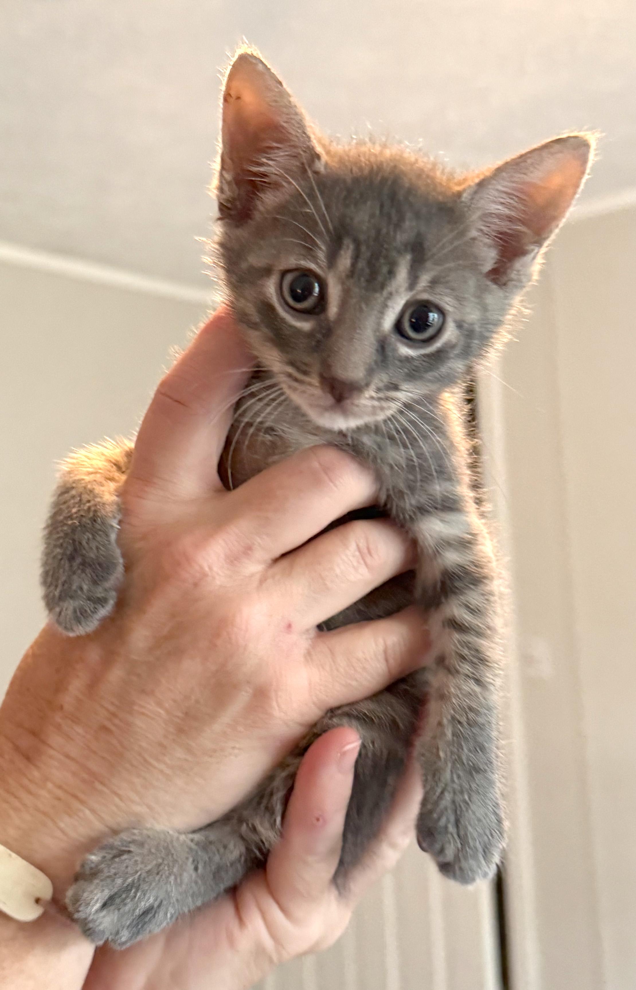 Smokey, an adoptable Silver, Tabby in Hilton Head Island, SC, 29926 | Photo Image 2
