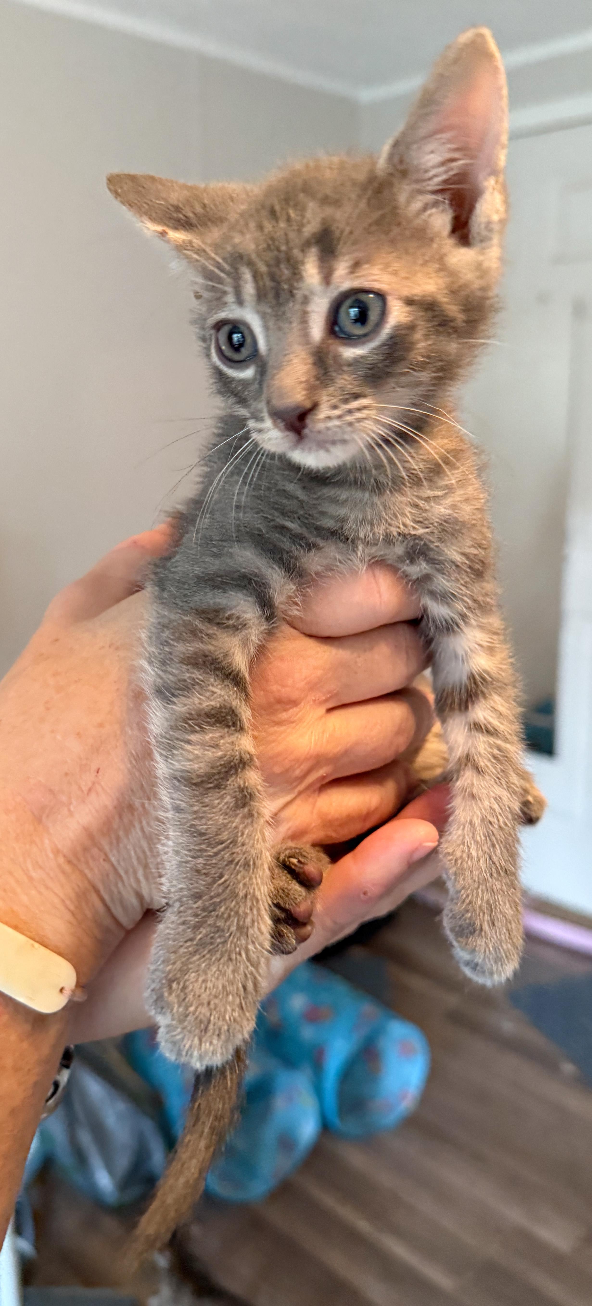 Smokey, an adoptable Silver, Tabby in Hilton Head Island, SC, 29926 | Photo Image 4