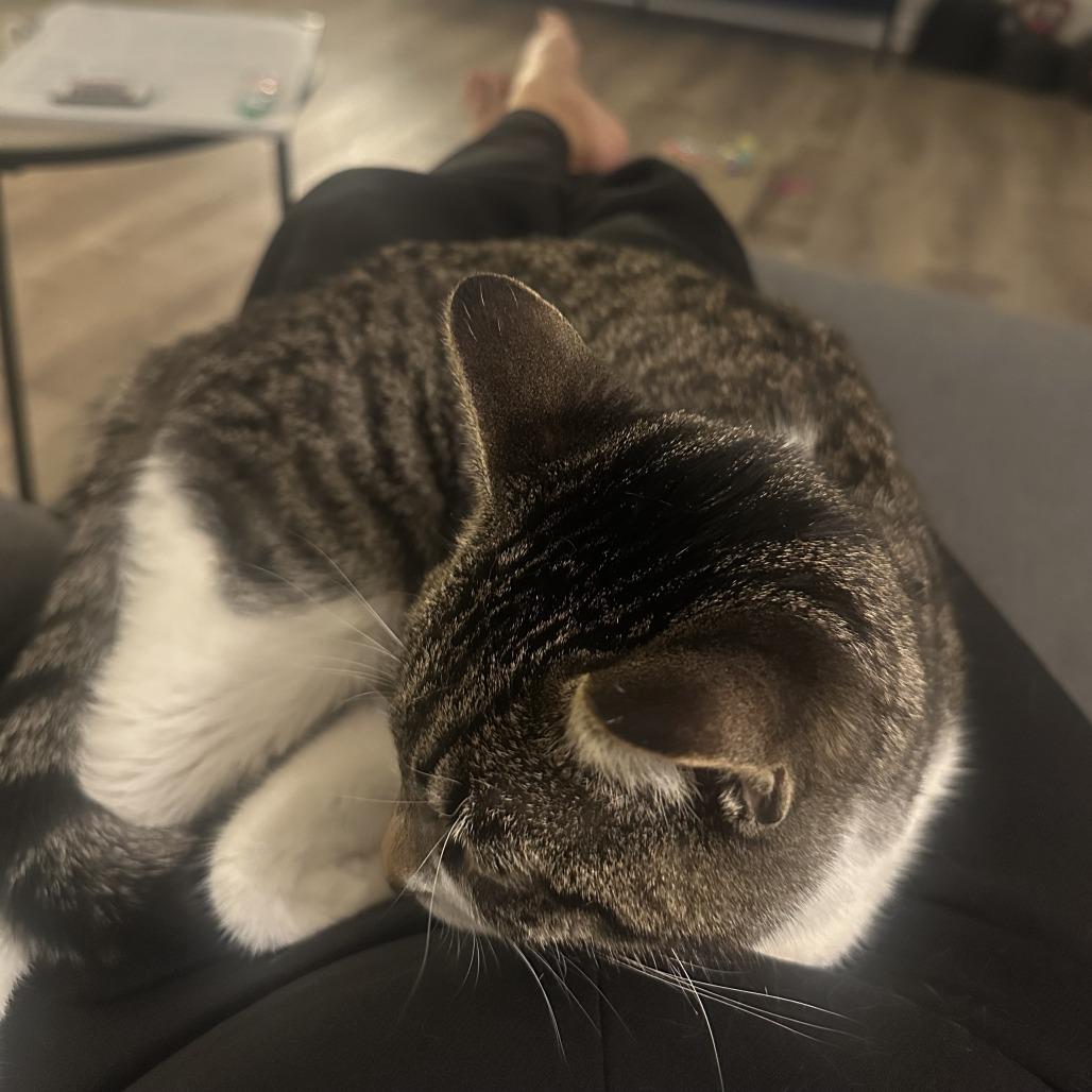 Nova, Adoptable, Young Female Domestic Short Hair.