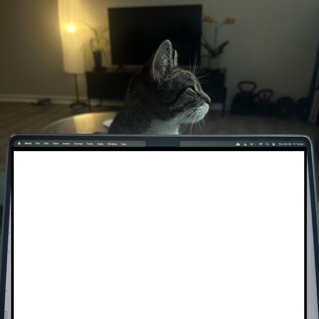 Nova, a Adoptable Domestic Short Hair in Philadelphia, PA image 1/6