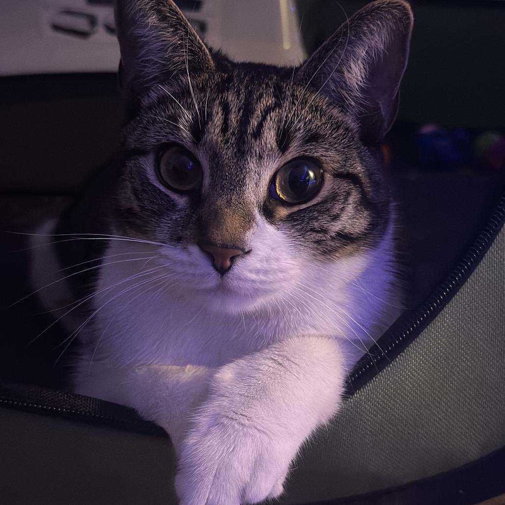 Nova, a Adoptable Domestic Short Hair in Philadelphia, PA image 3/6