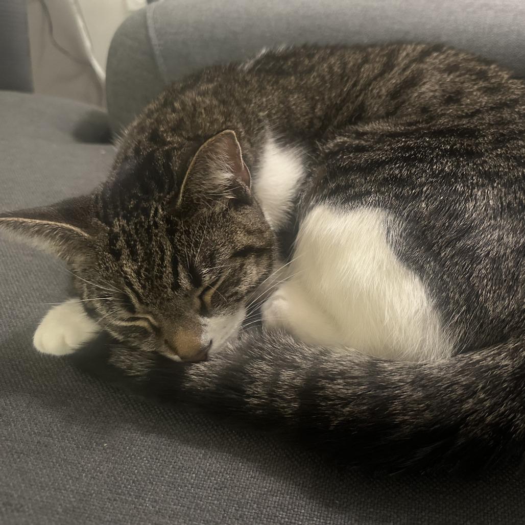 Nova, a Adoptable Domestic Short Hair in Philadelphia, PA image 4/6