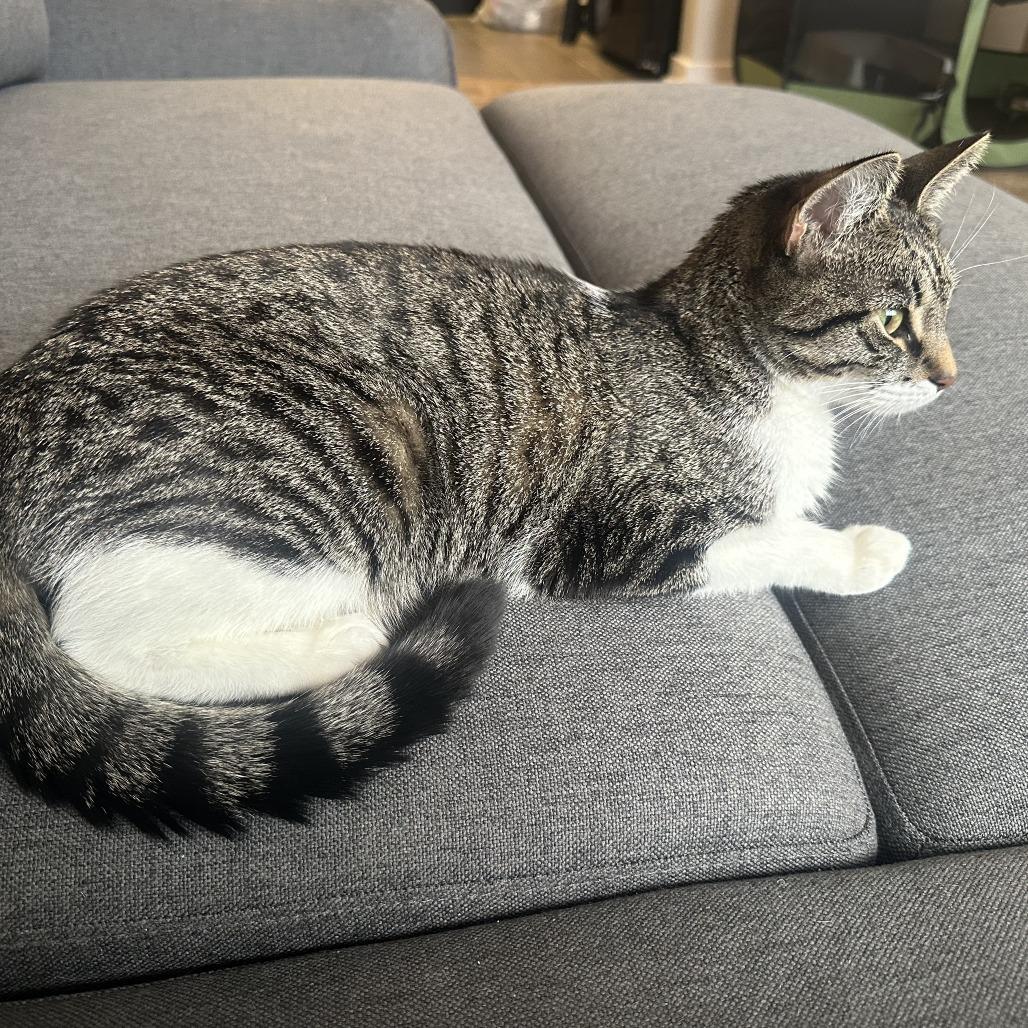 Nova, a Adoptable Domestic Short Hair in Philadelphia, PA image 5/6