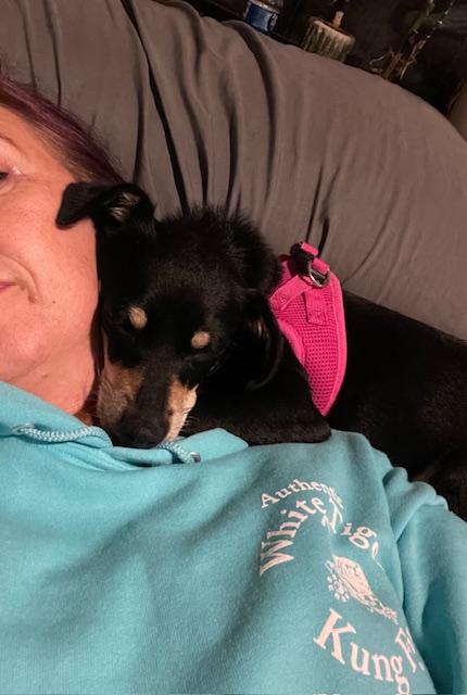 LuLa, an adoption pending mixed breed in Carlsbad, CA image 5/6