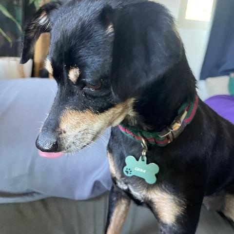 LuLa, an adoption pending mixed breed in Carlsbad, CA image 3/6