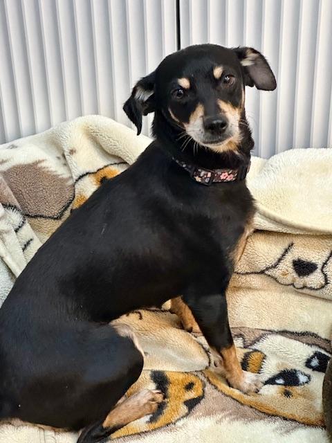 LuLa, an adoption pending mixed breed in Carlsbad, CA image 4/6