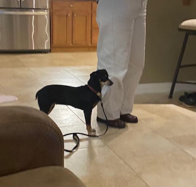 LuLa, an adoption pending mixed breed in Carlsbad, CA image 6/6