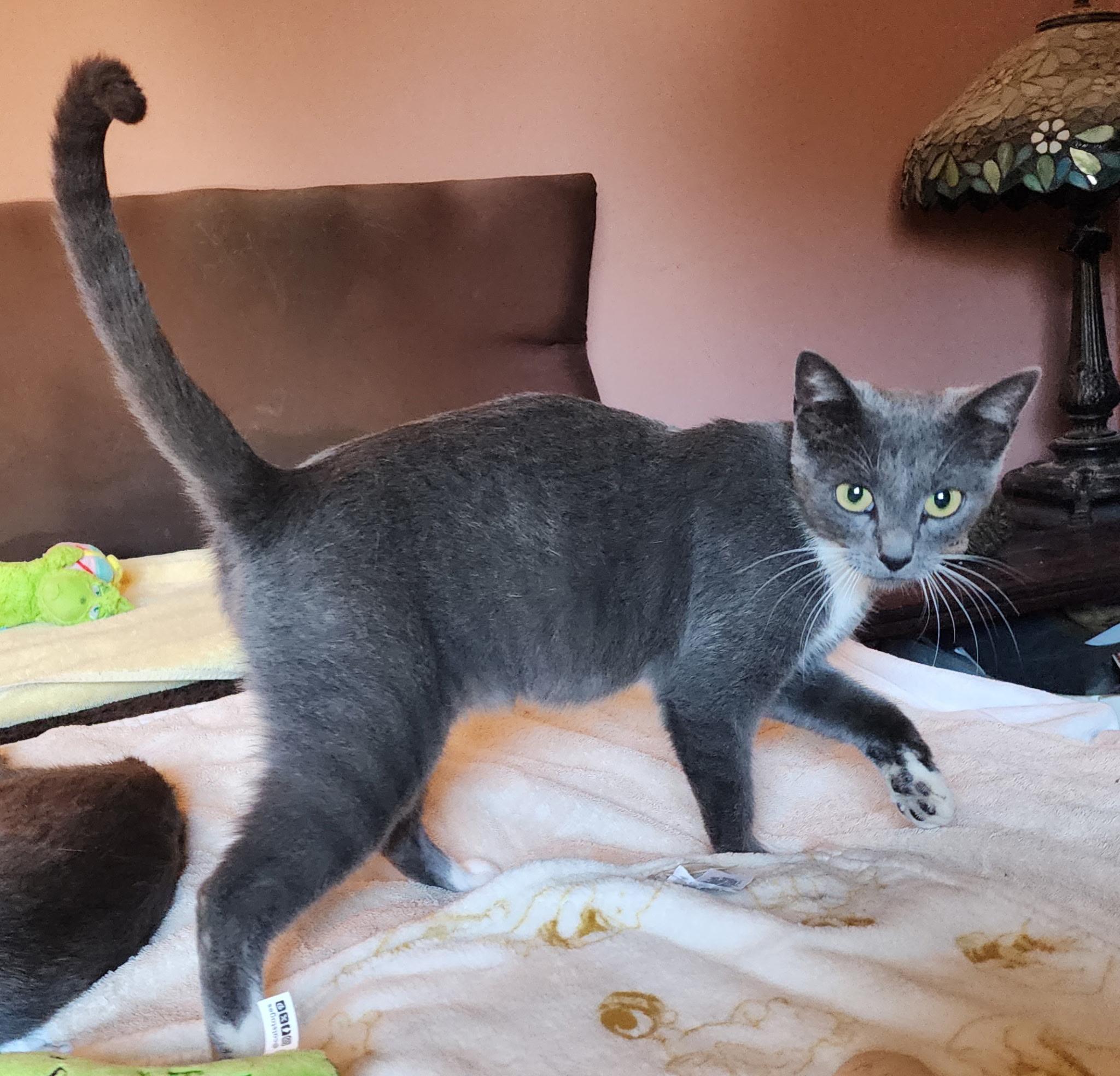Avani (7 months), a ADOPTABLE Domestic Short Hair in Everett, WA image 2/4