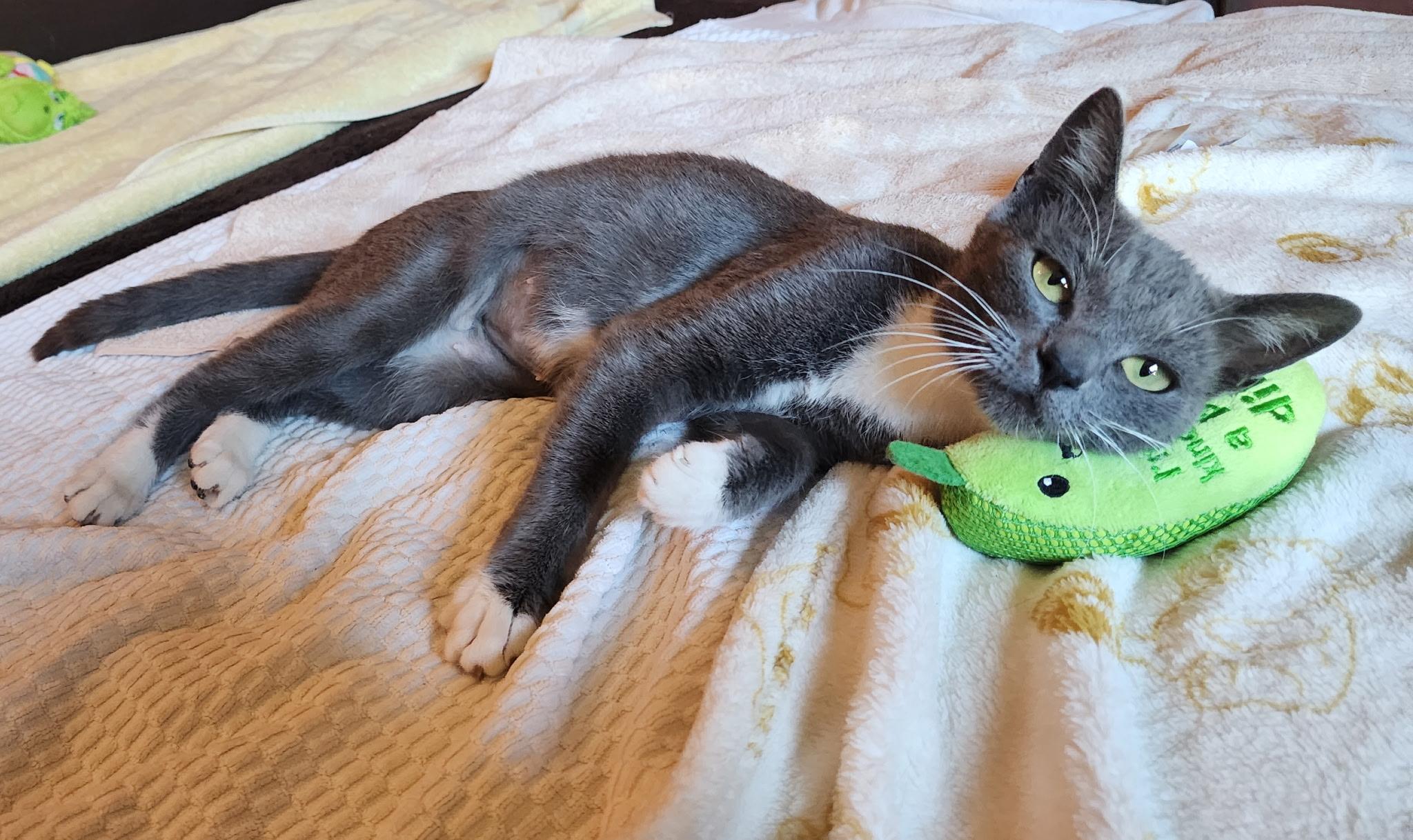 Avani (7 months), ADOPTABLE, Kitten Female Domestic Short Hair.