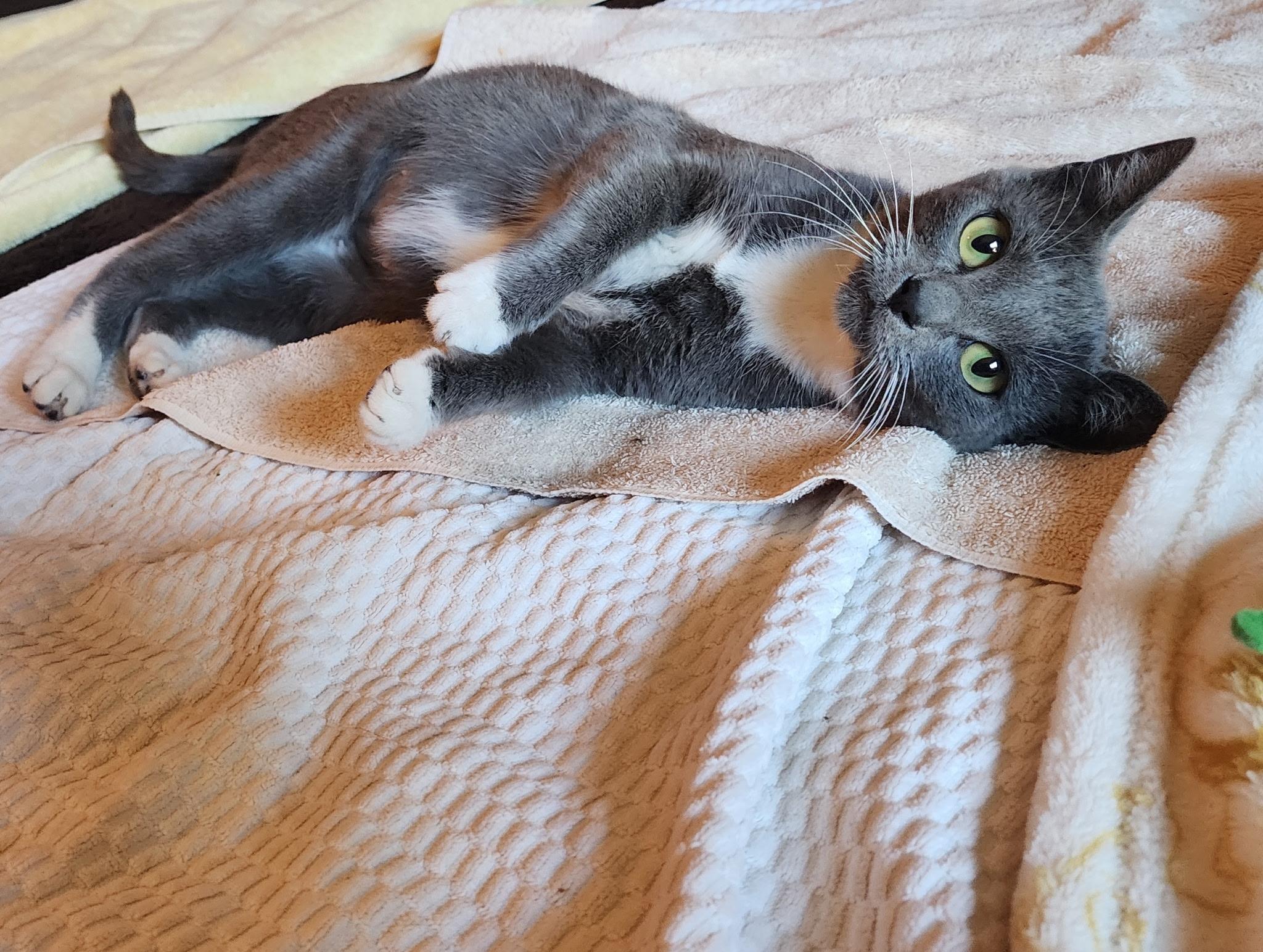 Avani (7 months), a ADOPTABLE Domestic Short Hair in Everett, WA image 3/4
