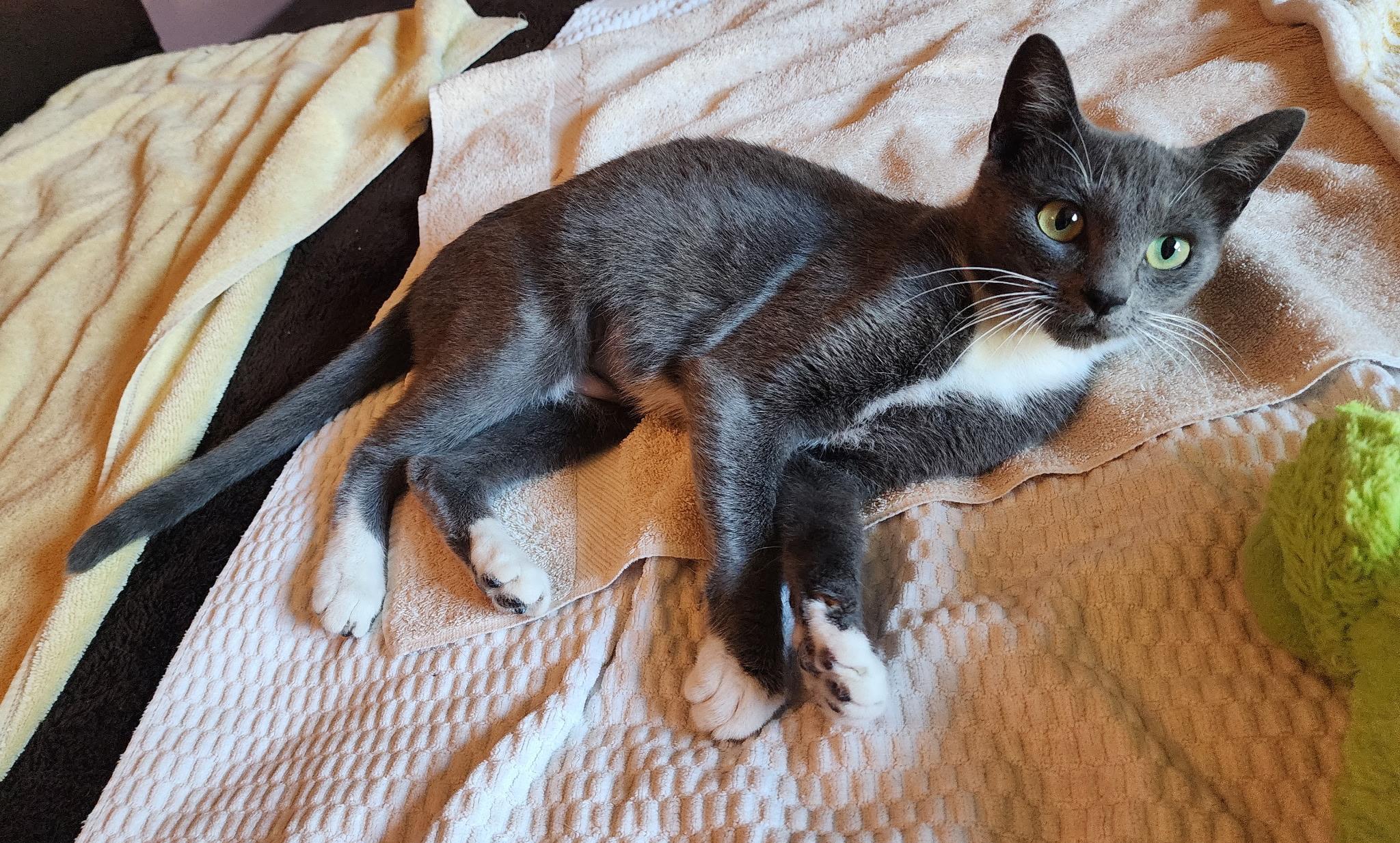 Avani (7 months), a ADOPTABLE Domestic Short Hair in Everett, WA image 4/4