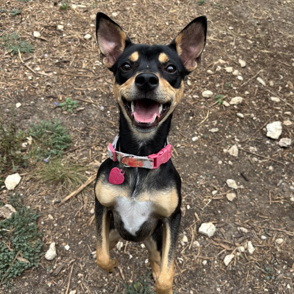 Raichu, a Adoptable mixed breed in Wimberley, TX image 1/6
