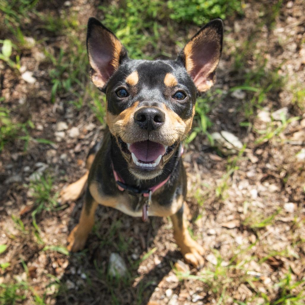 Raichu, a Adoptable mixed breed in Wimberley, TX image 2/6