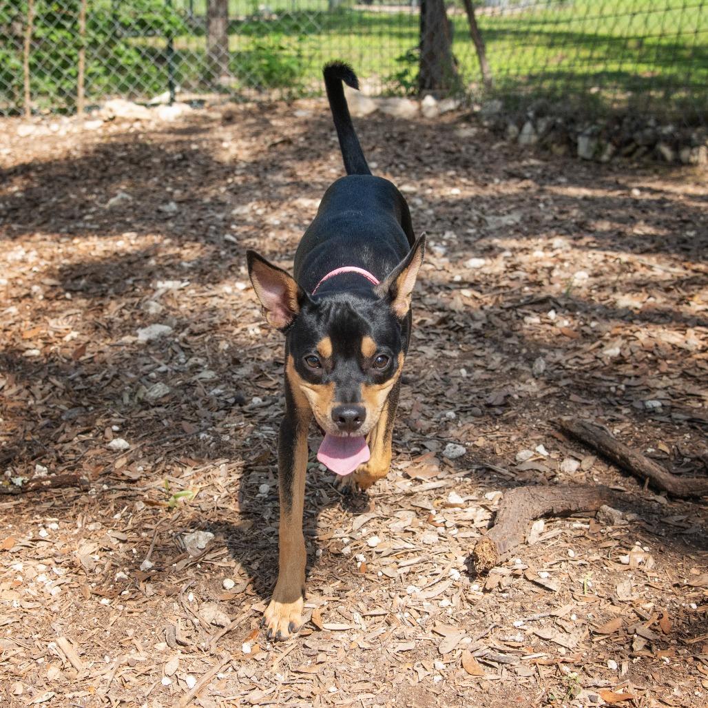 Raichu, a Adoptable mixed breed in Wimberley, TX image 3/6