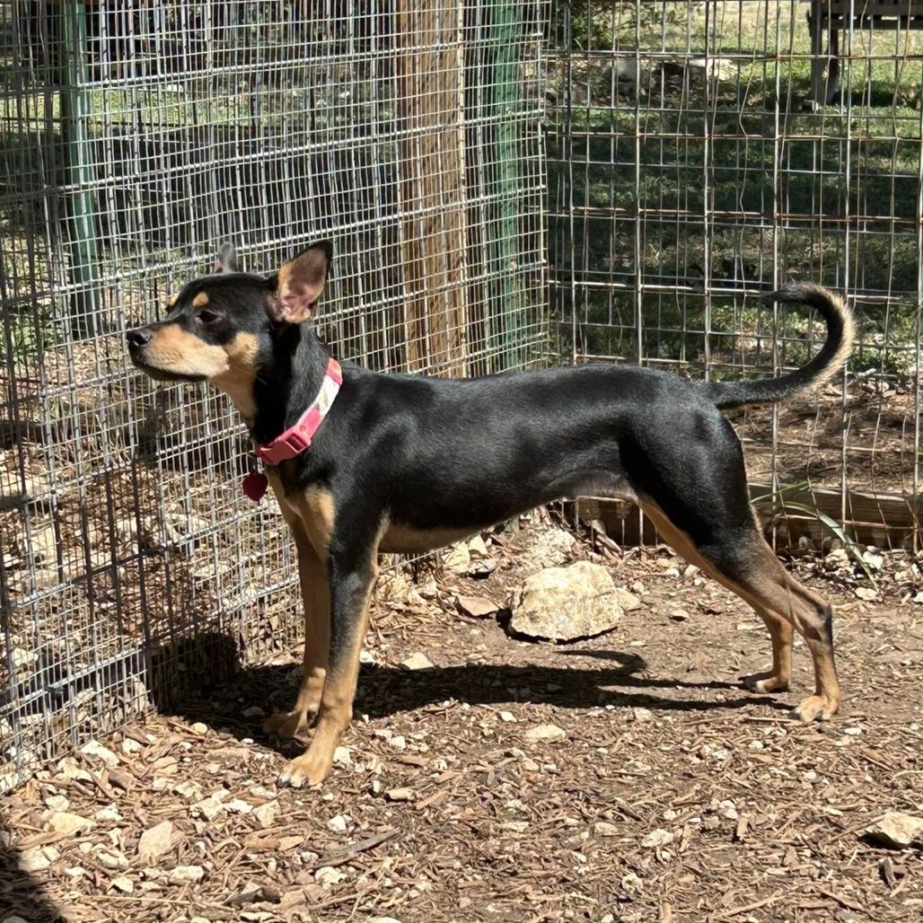 Raichu, a Adoptable mixed breed in Wimberley, TX image 4/6