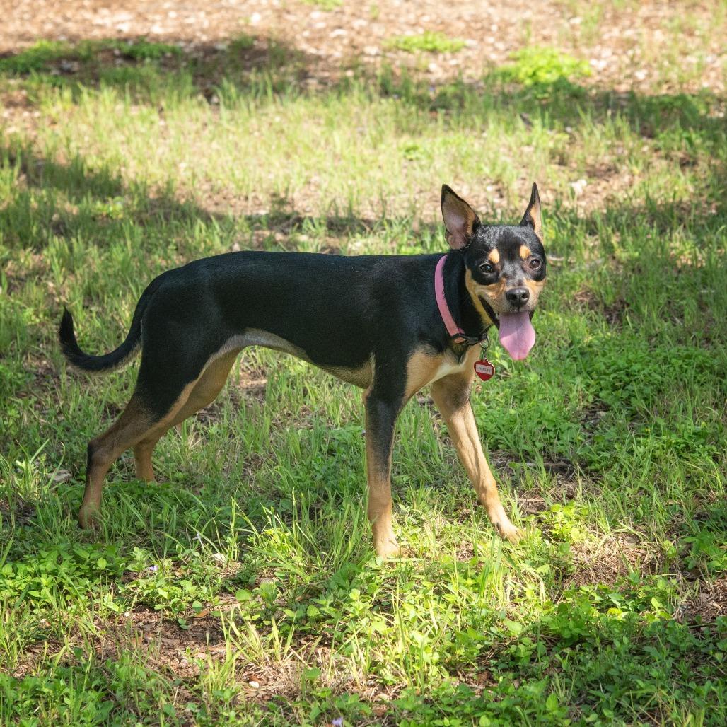 Raichu, a Adoptable mixed breed in Wimberley, TX image 5/6