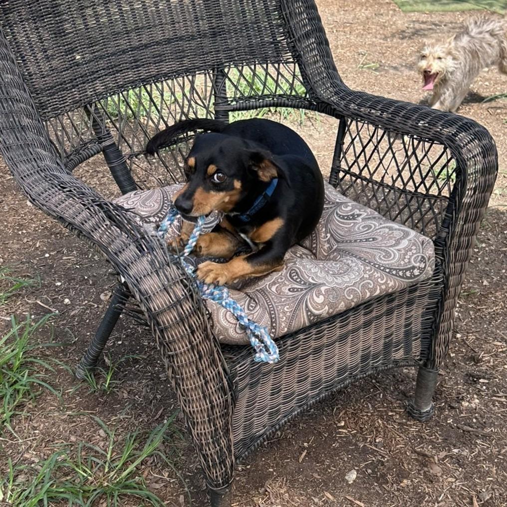 Raichu, a Adoptable mixed breed in Wimberley, TX image 6/6