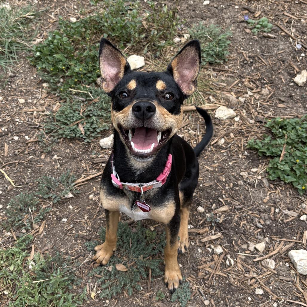 Raichu, a Adoptable mixed breed in Wimberley, TX image 6/6