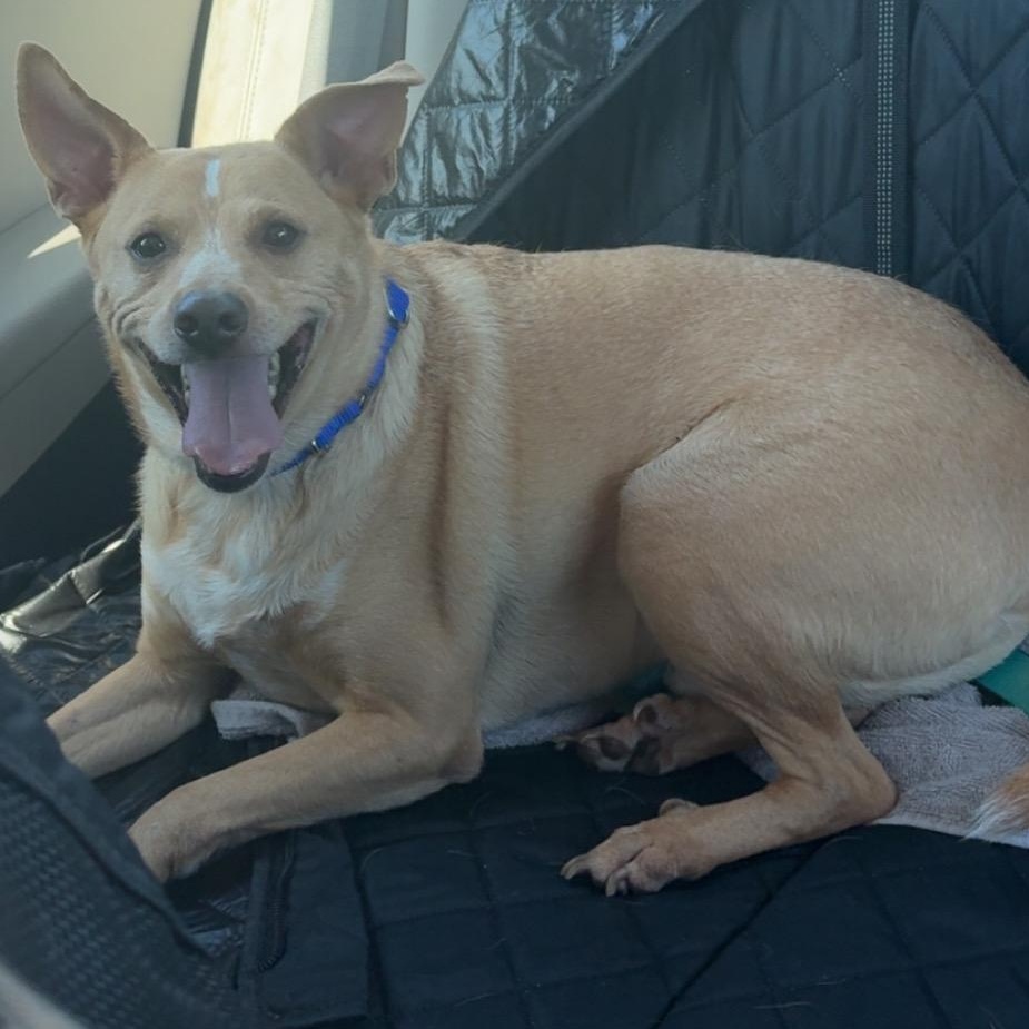 Duddy, a ADOPTABLE mixed breed in Monroe, OH image 5/6
