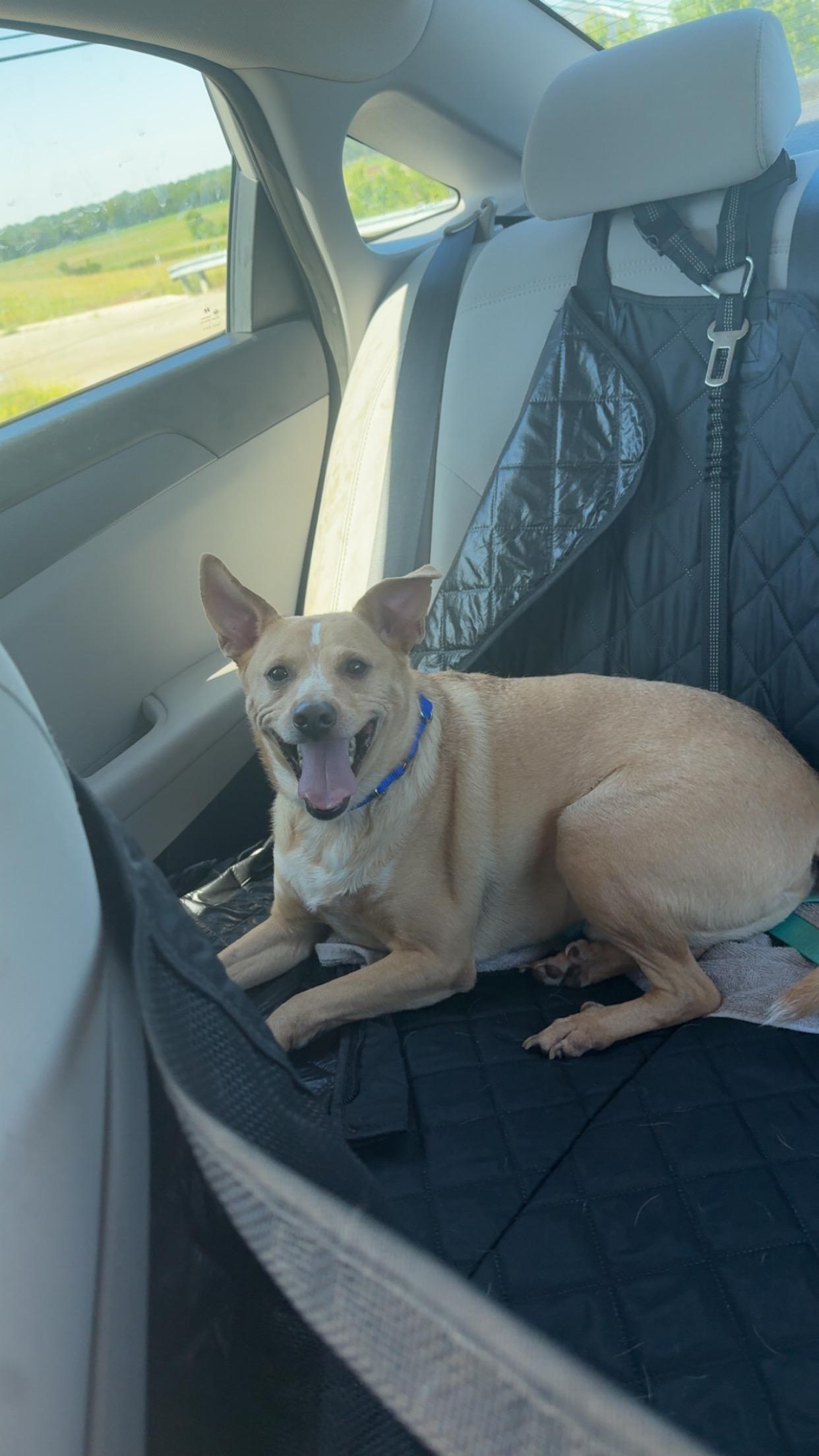 Duddy, a ADOPTABLE mixed breed in Monroe, OH image 3/3