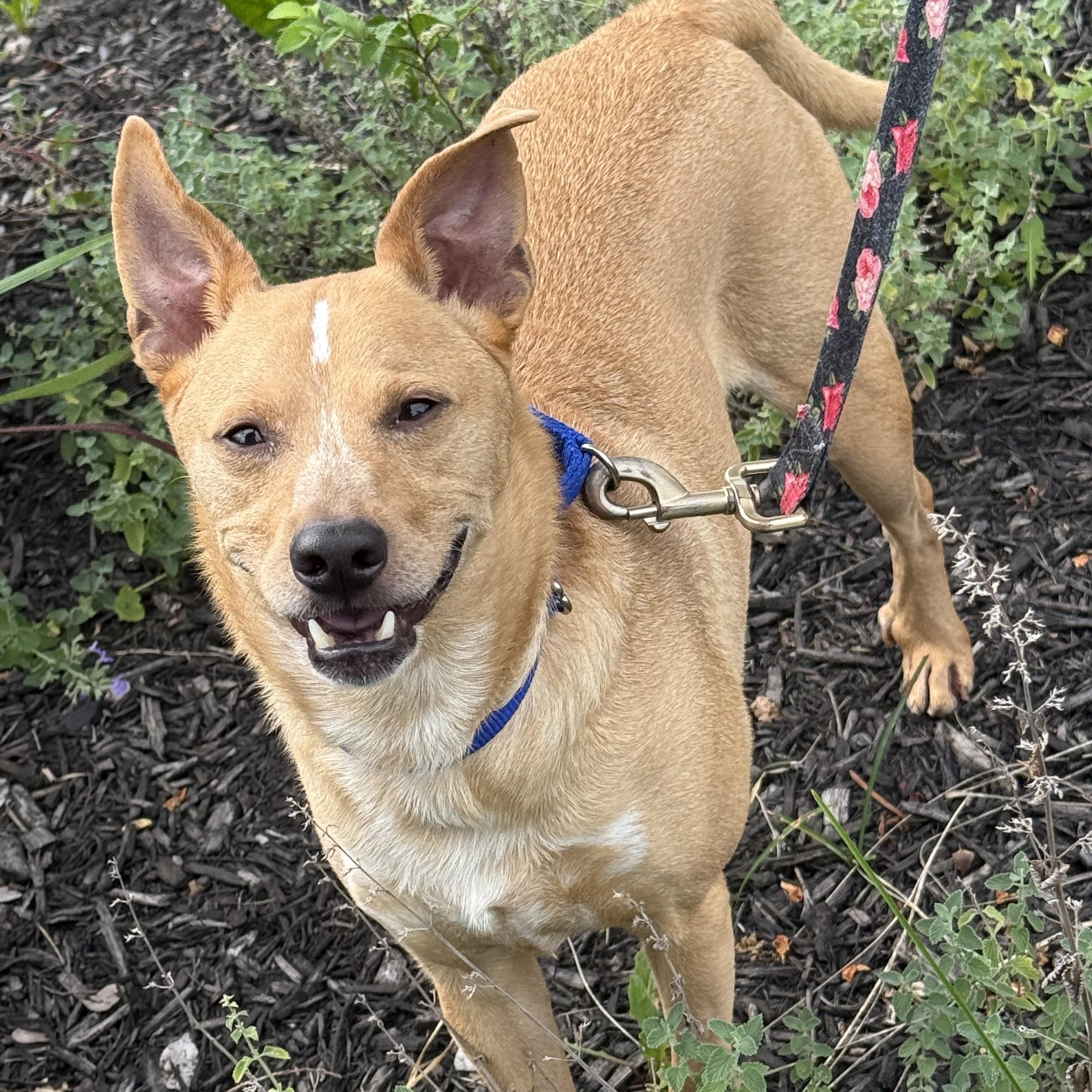 Duddy, adopted, Adult Male Chihuahua.