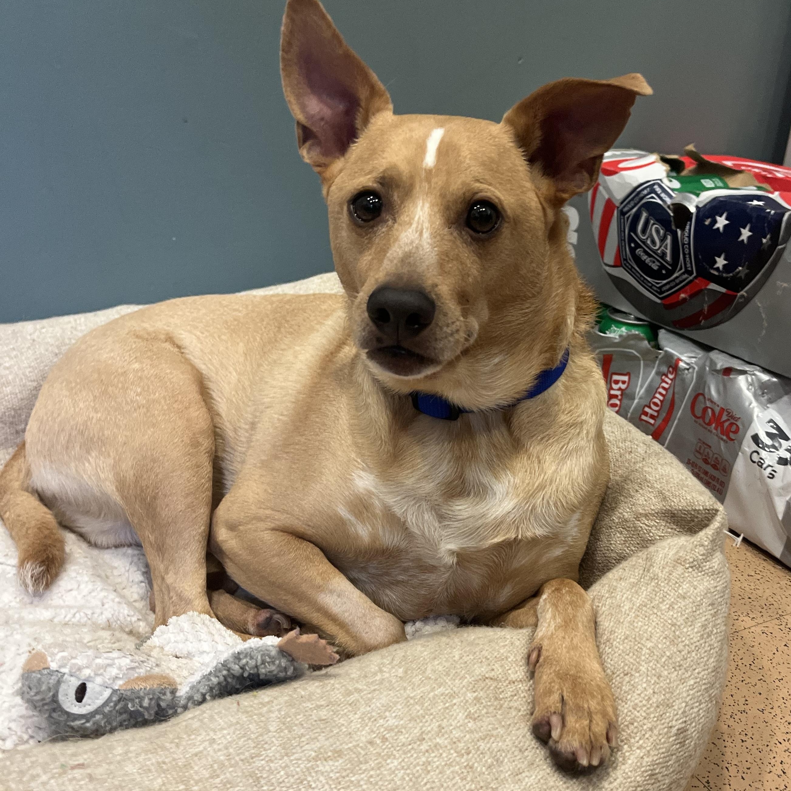 Duddy, ADOPTABLE, Adult Male Chihuahua.