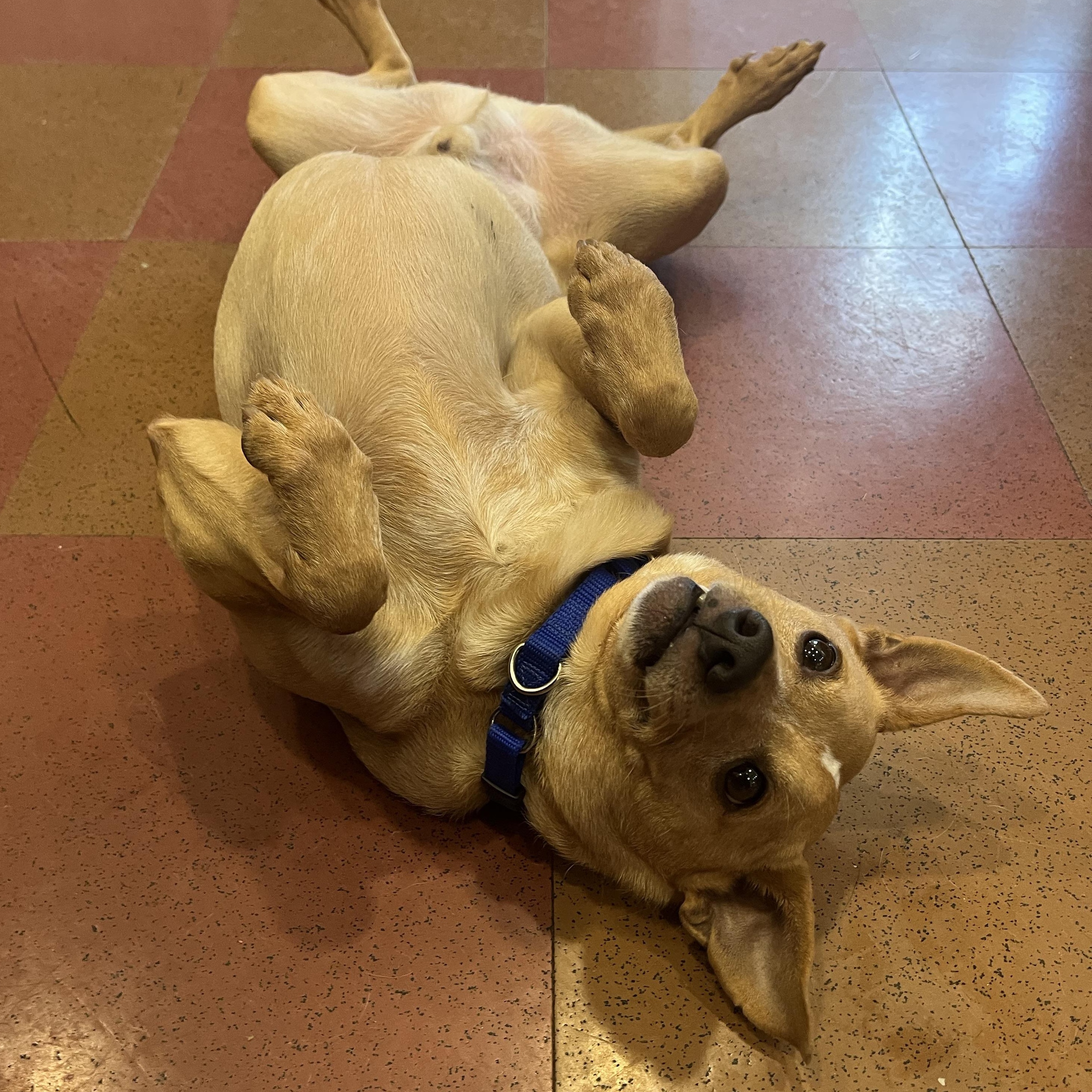 Duddy, a ADOPTABLE mixed breed in Monroe, OH image 4/6