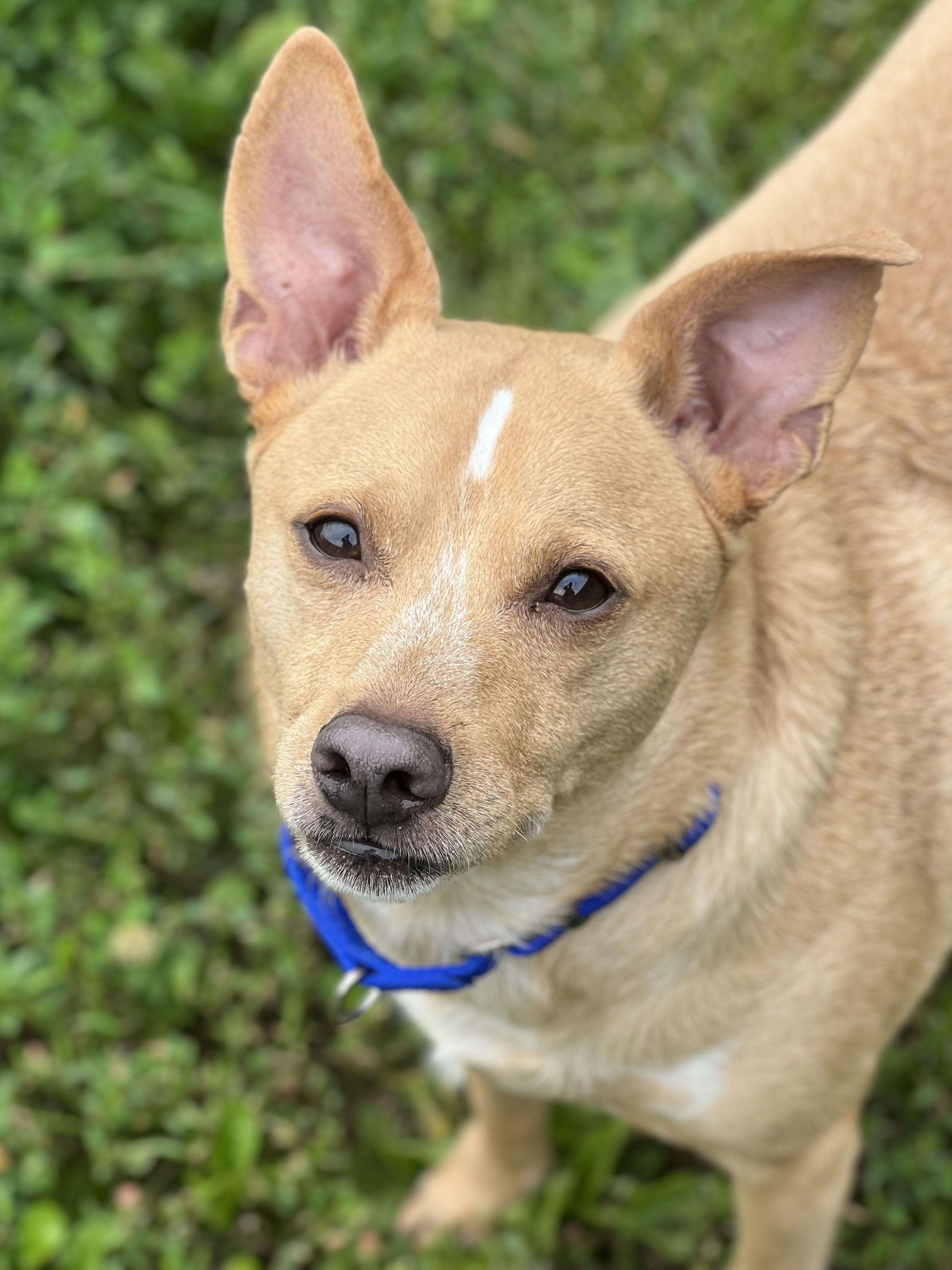 Duddy, a ADOPTABLE mixed breed in Monroe, OH image 2/3