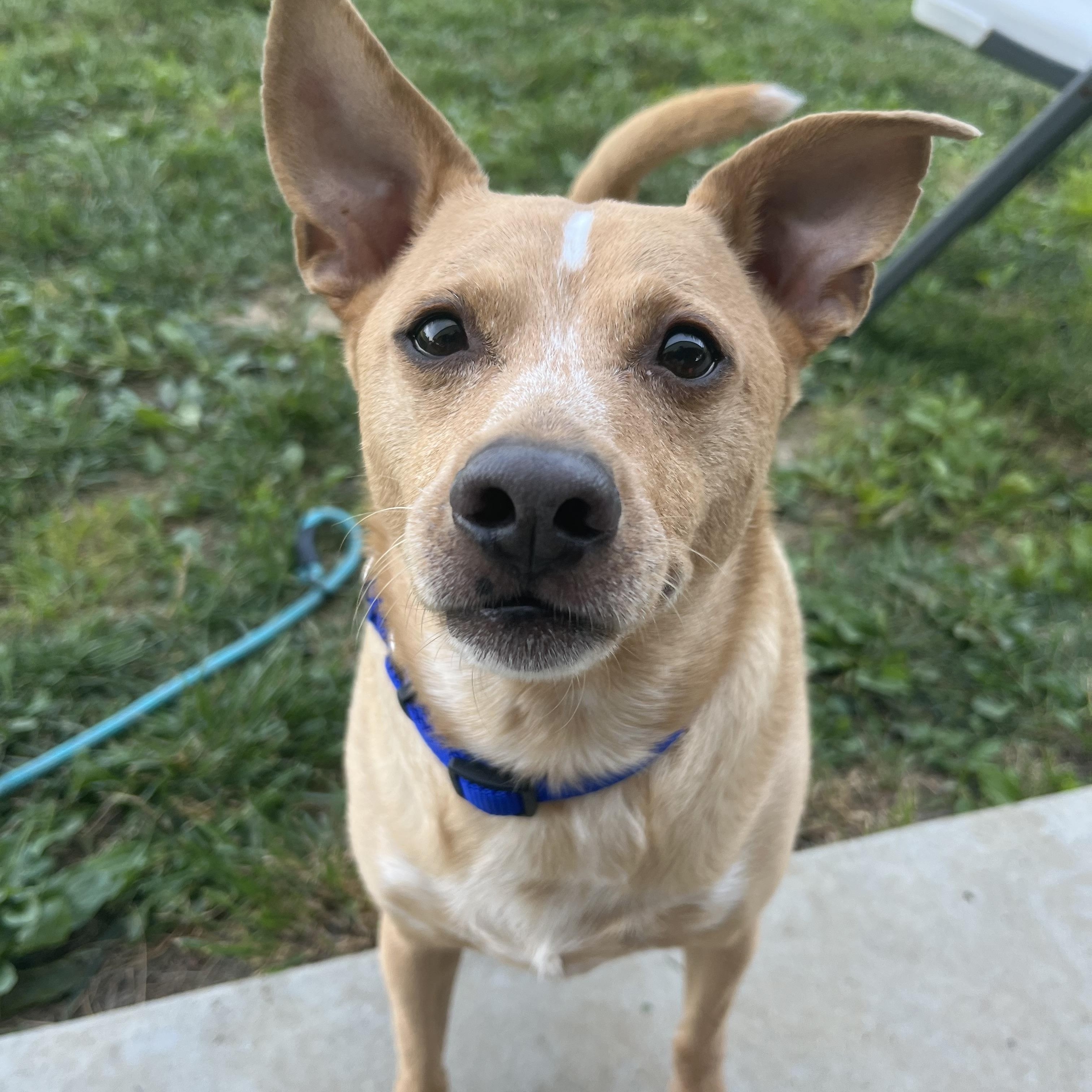 Duddy, ADOPTABLE, Adult Male Chihuahua.