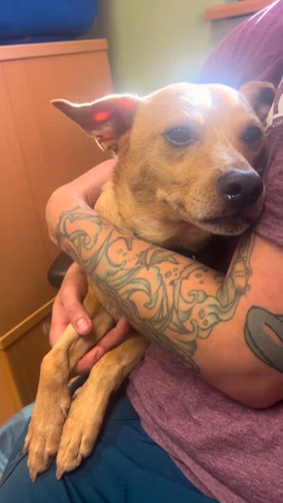 Enlarge Duddy, a ADOPTABLE mixed breed in Monroe, OH video 6/6