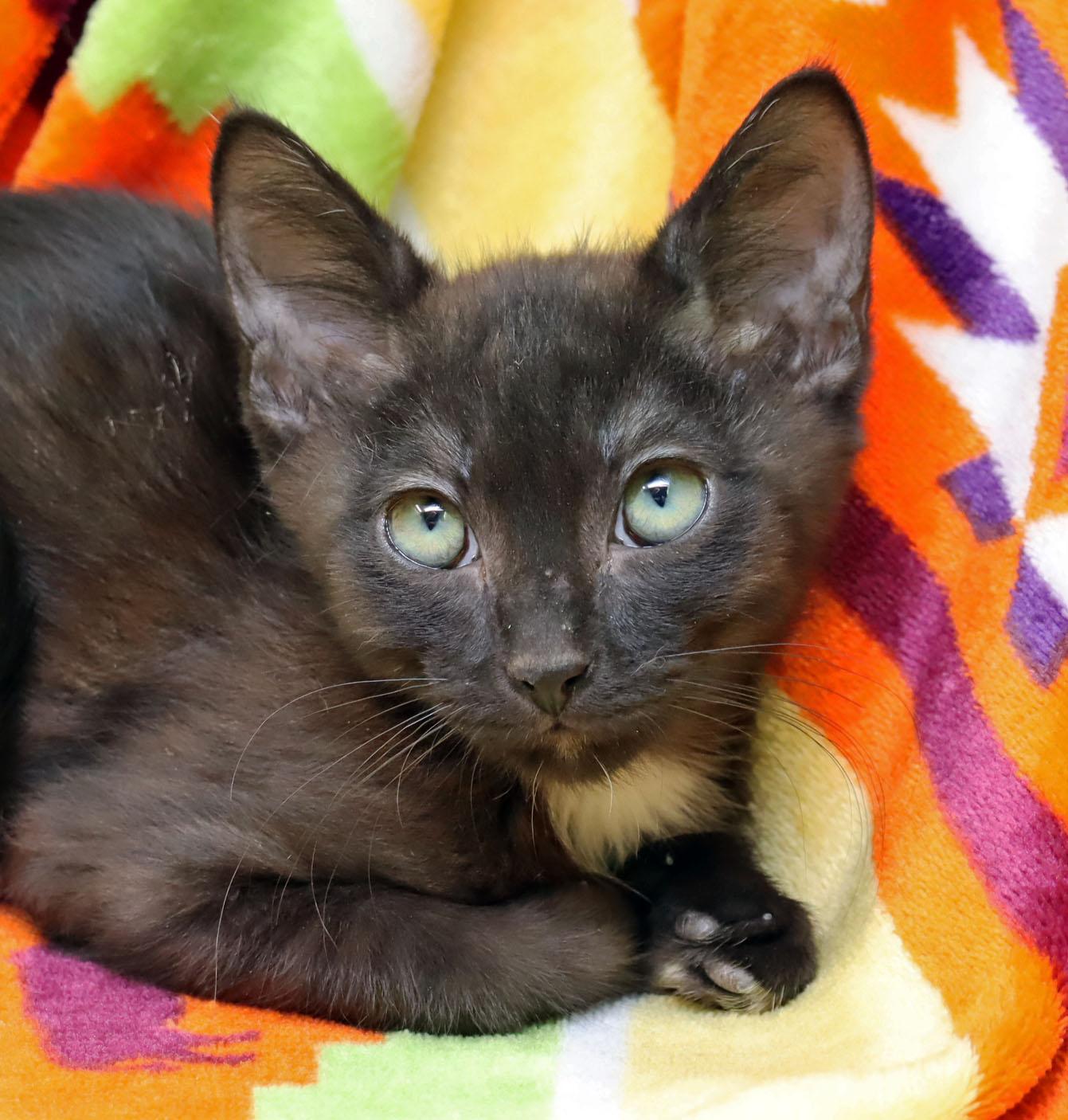 Chance, Baby Male Domestic Short Hair
