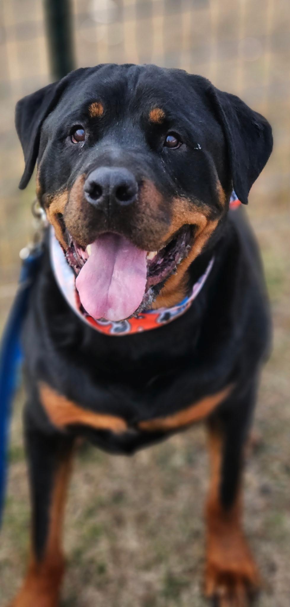 Enlarge Max aka Hans, a ADOPTABLE Rottweiler in Dallas, TX image 2/3