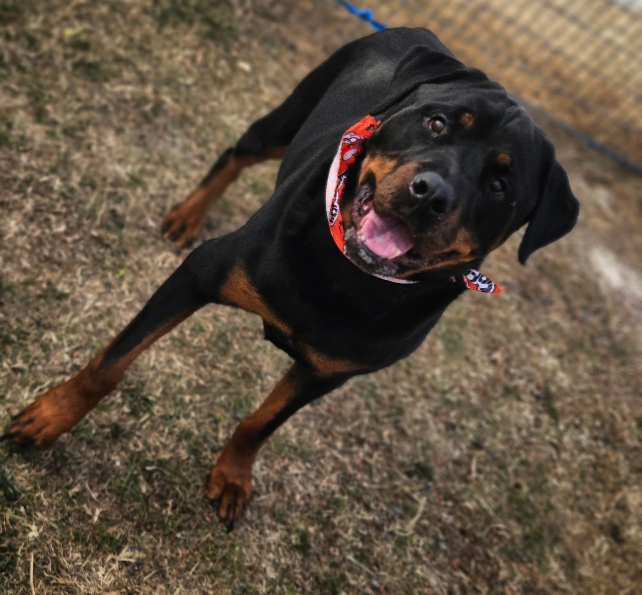 Enlarge Max aka Hans, a ADOPTABLE Rottweiler in Dallas, TX image 1/3