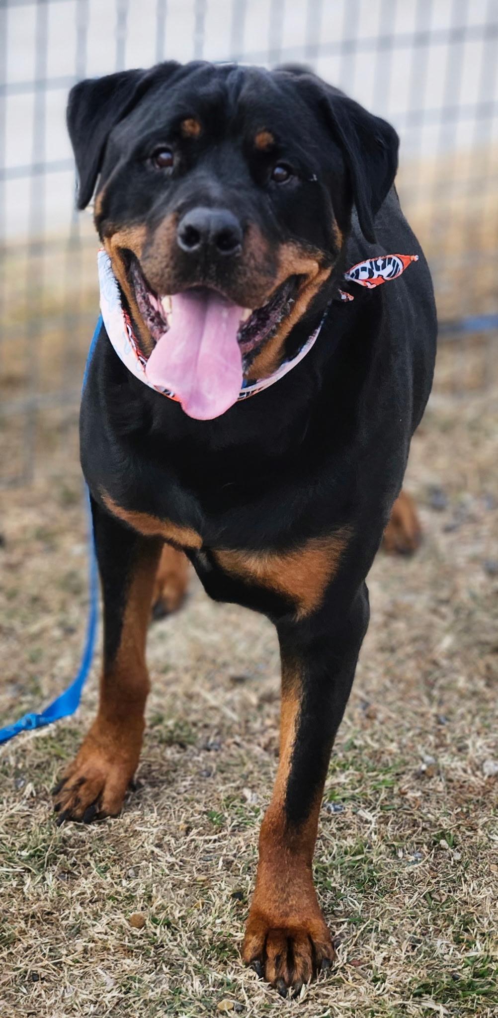 Enlarge Max aka Hans, a ADOPTABLE Rottweiler in Dallas, TX image 3/3