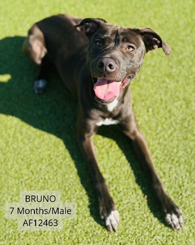 Bruno, a Adoptable mixed breed in Supply, NC image 1/2