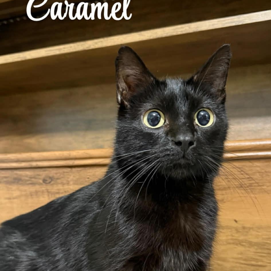 Enlarge Caramel ~ Adopted 3/14/26, an adopted mixed breed in Livonia, MI image 1/2