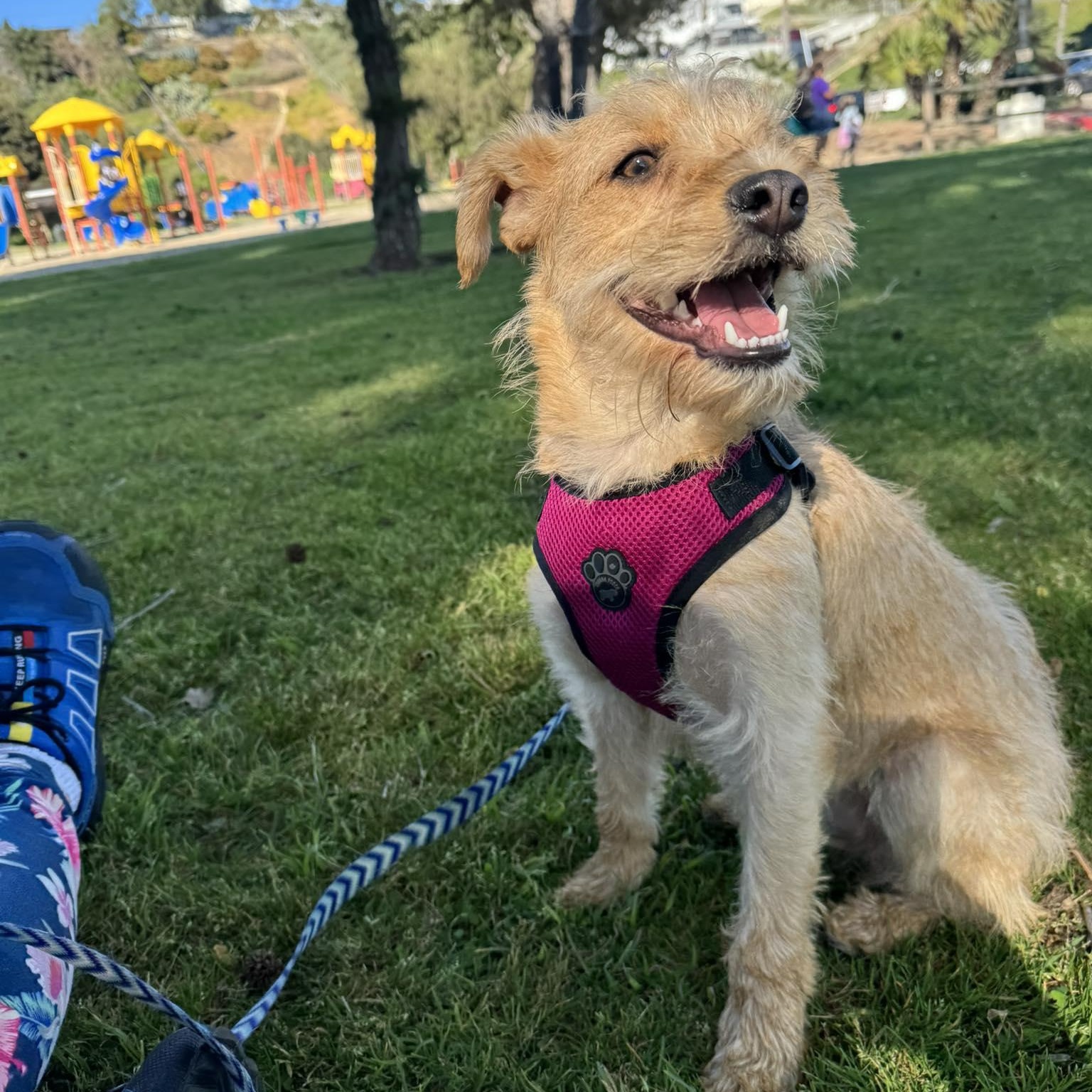 Enlarge DARLING 22 pounds 1 yr 6 months, an adopted mixed breed in Aliso Viejo, CA image 3/5