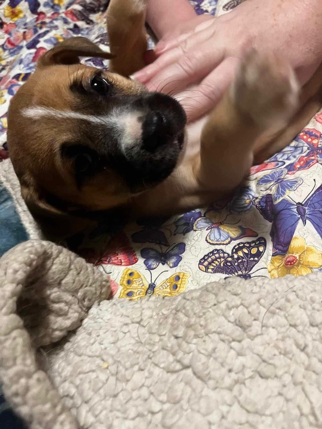 Genoa, Adoptable, Young Female Mixed Breed.