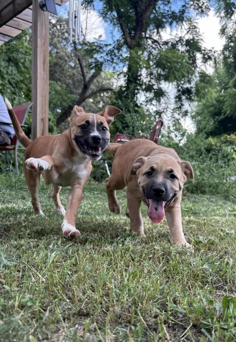 Enlarge Genoa, a Adoptable Mixed Breed in Poplar Bluff, MO image 2/2