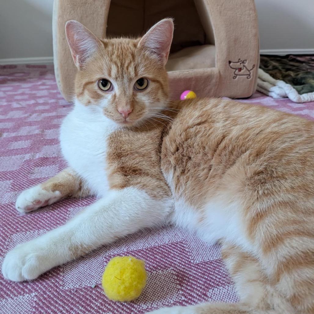 Bart, a Adoptable Domestic Short Hair in Calgary, AB image 1/6