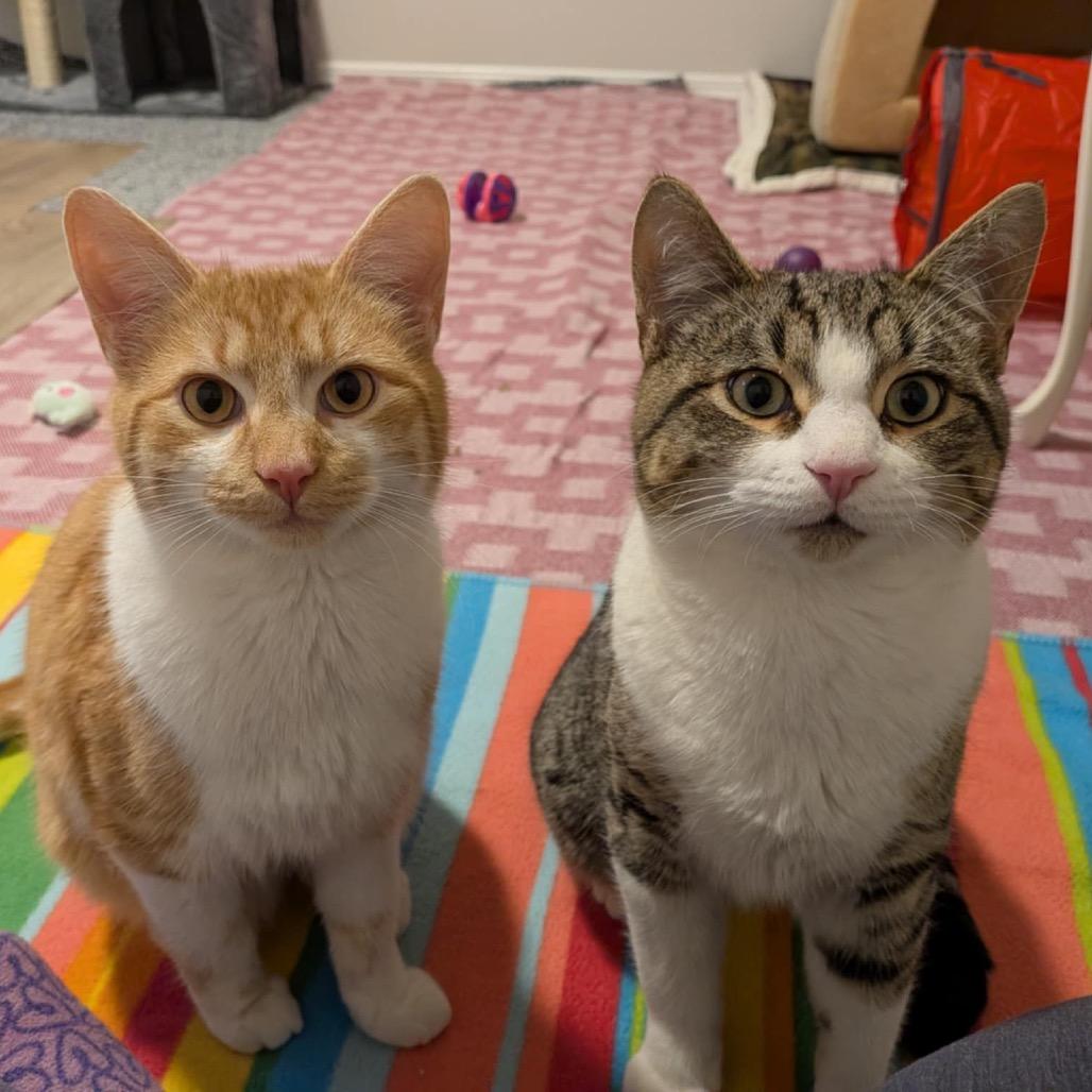 Bart, a Adoptable Domestic Short Hair in Calgary, AB image 2/6