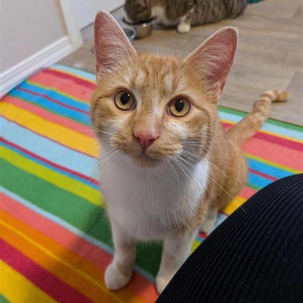 Bart, a Adoptable Domestic Short Hair in Calgary, AB image 3/6