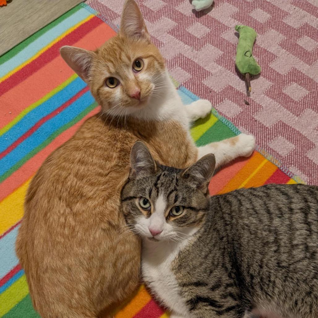 Bart, a Adoptable Domestic Short Hair in Calgary, AB image 4/6