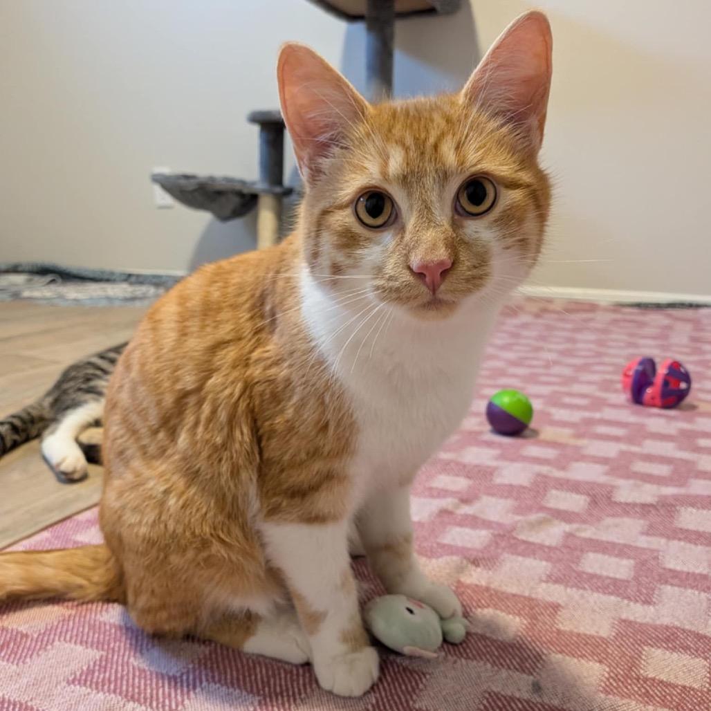 Bart, a Adoptable Domestic Short Hair in Calgary, AB image 5/6