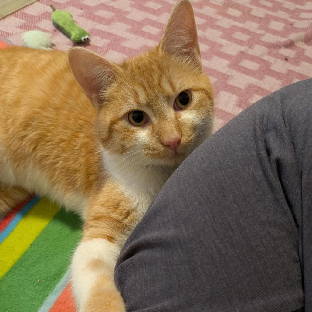 Bart, a Adoptable Domestic Short Hair in Calgary, AB image 6/6